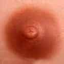 Marron 5cm