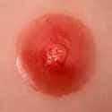 Rosa 4cm