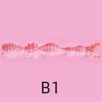 B1