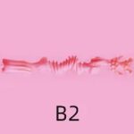 B2
