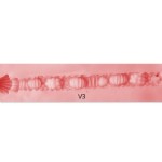 Vaginal 3