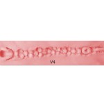 Vaginal 4